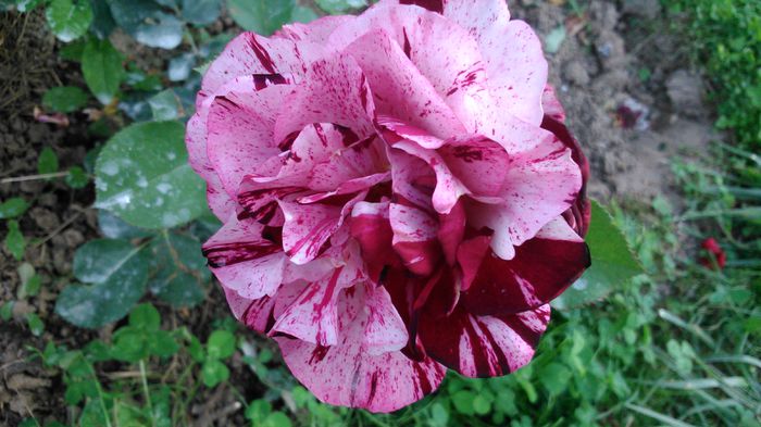 DSC_0583 - TRANDAFIRI 2014 IV