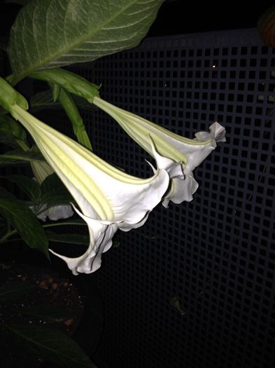 Brugmansia alba