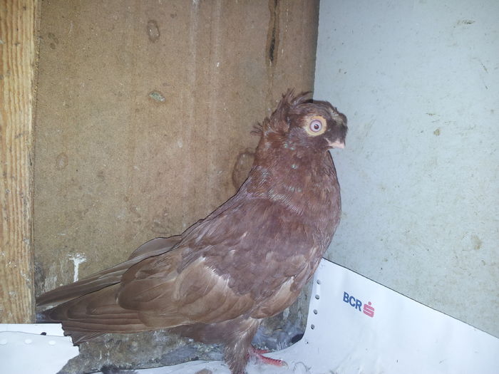 163257 - pui 2014 BM