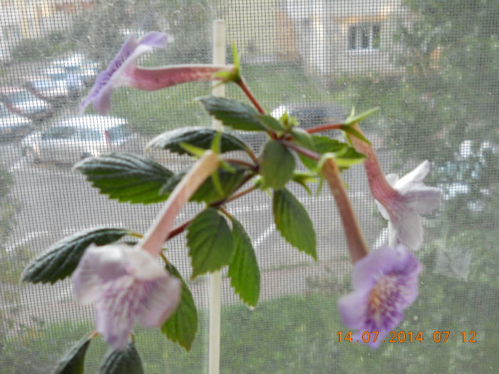 075 - IULIE 2014