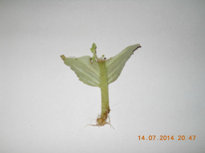 087 - IULIE 2014