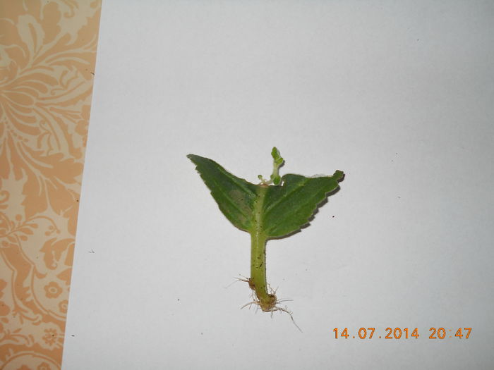 088 - IULIE 2014