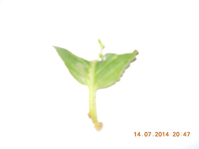 089 - IULIE 2014