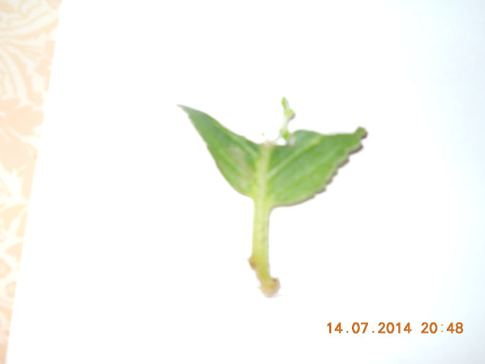 090 - IULIE 2014