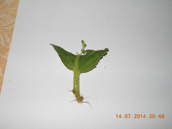 091 - IULIE 2014