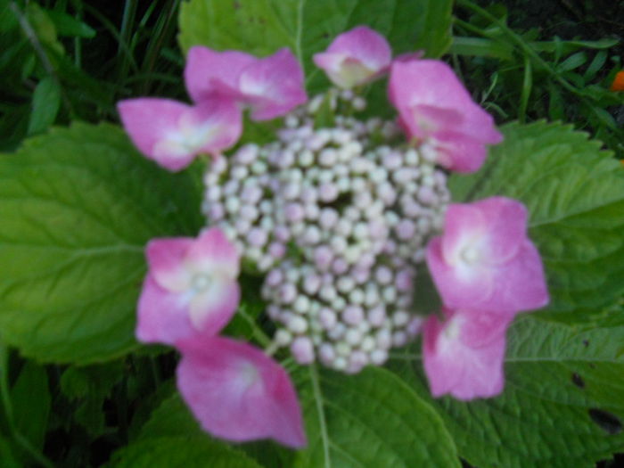 hydrangea macrophylla