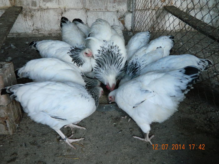 Sussex herminat deschis