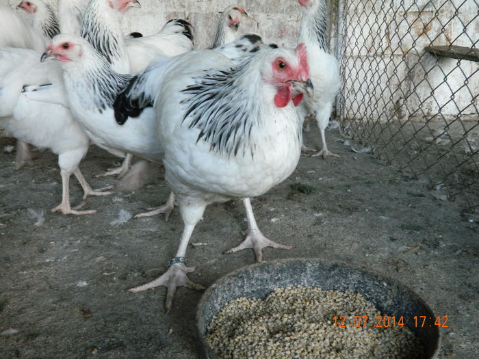 Sussex herminat deschis