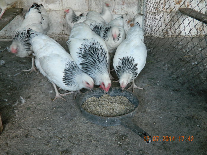 Sussex herminat deschis