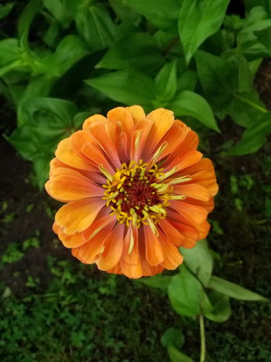 orange 1 - flori