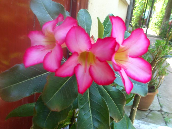 DSC_5140 - Florile mamei 2014