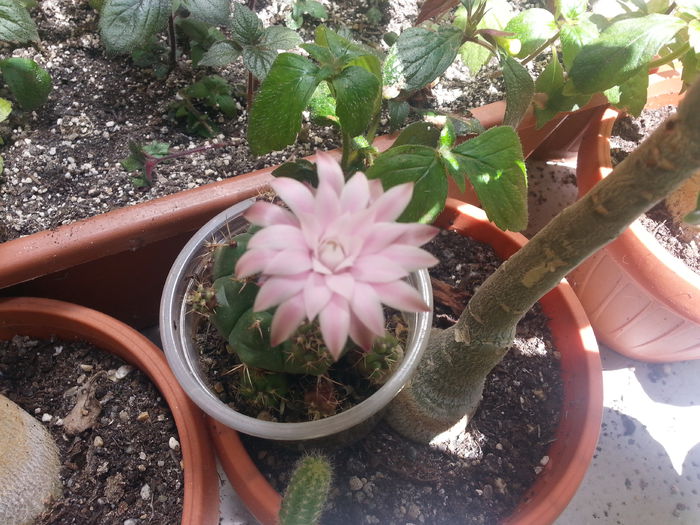 20140629_141914 - Florile mamei 2014