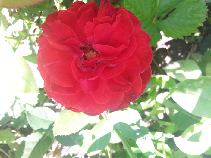 20140629_142459 - Florile mamei 2014