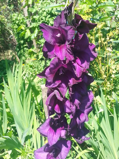 20140629_142139 - Florile mamei 2014