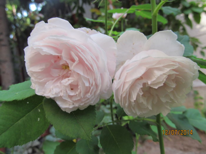 IMG_1559 - TRANDAFIRI 2014
