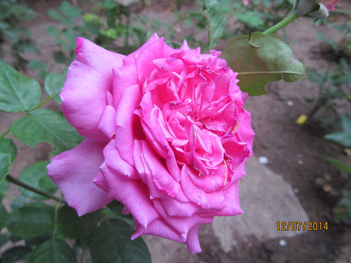 IMG_1556 - TRANDAFIRI 2014