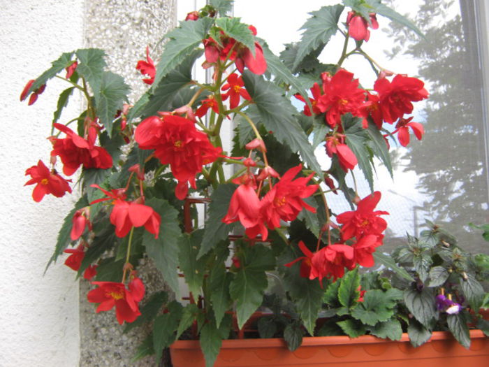 begonia cascada