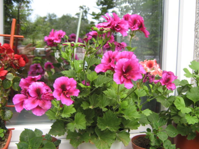 pelargonium - stadiu avansat