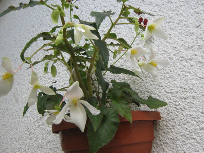 begonia cascada alba - stadiu avansat