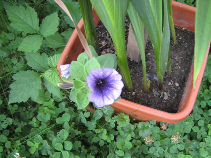 petunia intrusa - stadiu avansat