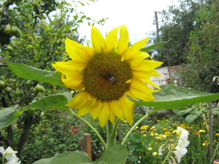 sunflower - stadiu avansat