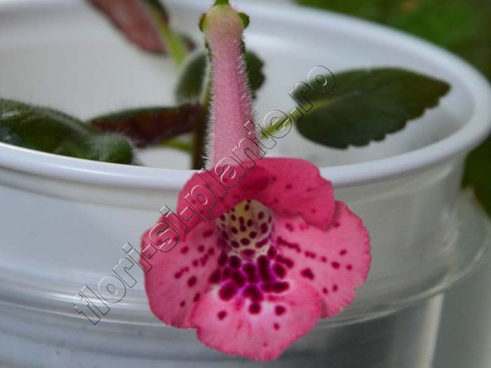 Sinningia SimSim Cherry Punch - GLOXINIA _ SINNINGIA__NEWS 2014