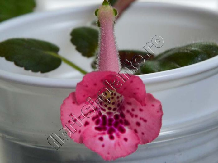 Sinningia SimSim Cherry Punch - GLOXINIA _ SINNINGIA__NEWS 2014