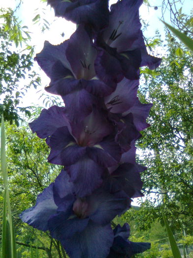 DOC POZE 048 - A___PRIMAVARA-VARA 2014