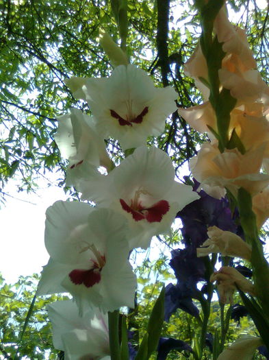 DOC POZE 053 - A___PRIMAVARA-VARA 2014