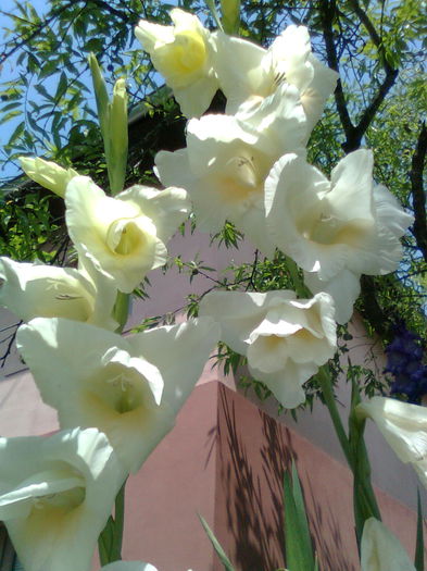 DOC POZE 051 - A___PRIMAVARA-VARA 2014