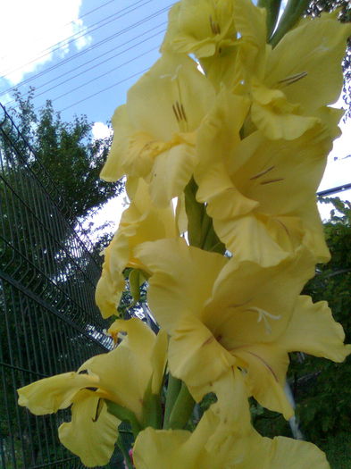 DOC POZE 040 - A___PRIMAVARA-VARA 2014