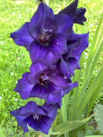 DOC POZE 046 - A___PRIMAVARA-VARA 2014