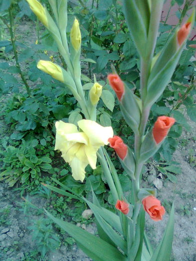 DOC POZE 020 - A___PRIMAVARA-VARA 2014