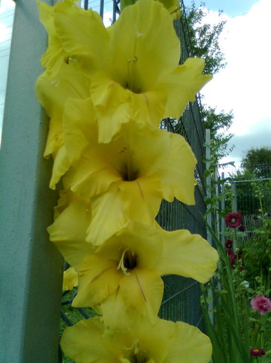 DOC POZE 039 - A___PRIMAVARA-VARA 2014