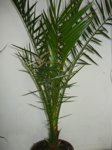 80 leiphoenix canariensis 100-120 cm