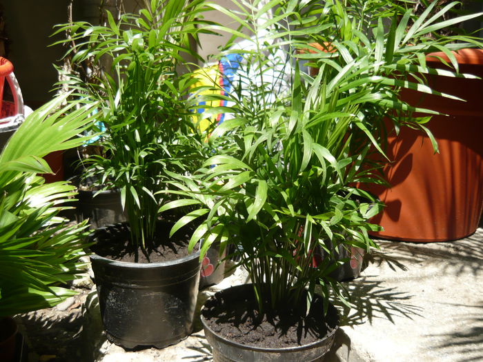 areca 29 lei - Palmieri de vanzare