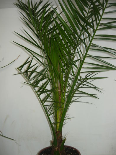 pheonix frunza lunga 80 lei - Palmieri de vanzare