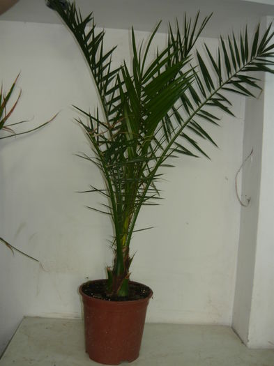 pheonix canariensis 80 lei  80-100 cm - Palmieri de vanzare
