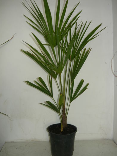 trachycarpus 50 lei - Palmieri de vanzare