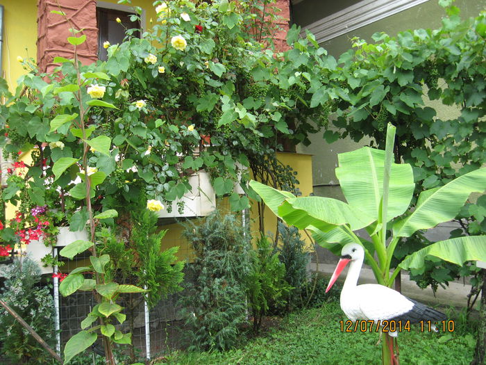 Picture 2243 - Banan