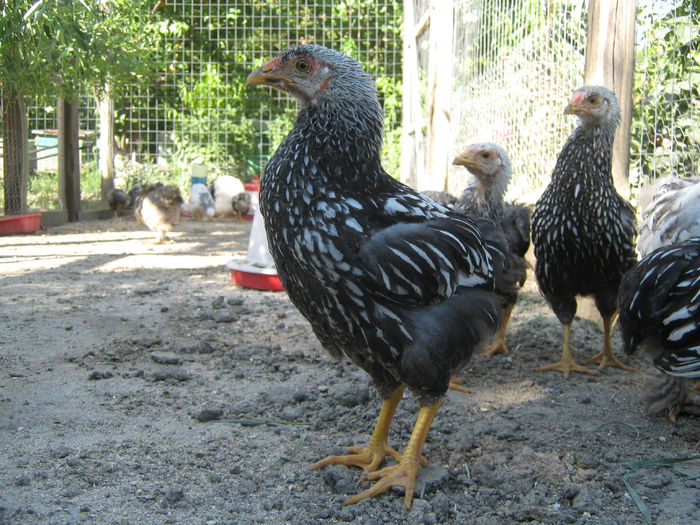 gaini 13.07.2014 058