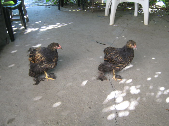 gaini 13.07.2014 044 - 2014 Pui seria 2