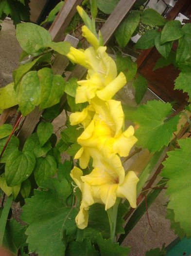 2014-07-15 08.56.50 - GLADIOLE