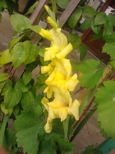 2014-07-15 08.56.53 - GLADIOLE