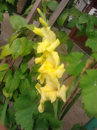 2014-07-15 08.56.56 - GLADIOLE