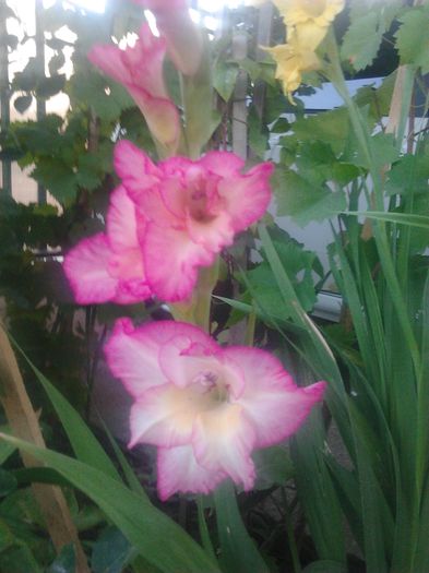 2014-07-13 19.16.00 - GLADIOLE