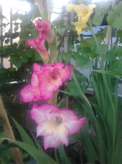 2014-07-13 19.16.04 - GLADIOLE