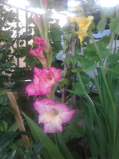 2014-07-13 19.16.13 - GLADIOLE