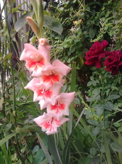 2014-07-15 09.05.07 - GLADIOLE