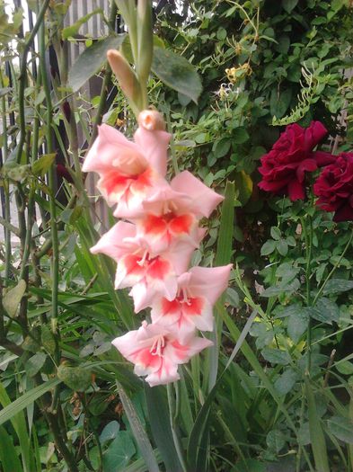 2014-07-15 09.05.05 - GLADIOLE